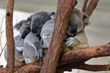 Three small gray fur koalas sleeping-branches of eucalyptus trees. Brisbane-Australia-056
