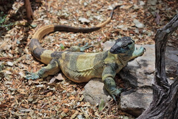 Lace monitor lizard-tree goanna in Bell's or banded phase. Brisbane-Australia-077