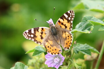 Fototapeta na wymiar A colorful butterfly sits on a flower