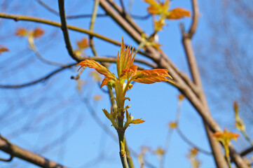 Maple branch with young green-red leaves in the park against the blue sky on a spring day