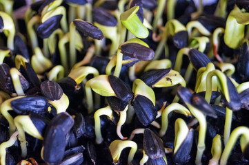 Sunflower sprouts with black husks and light green juicy leaves in a pot on the windowsill