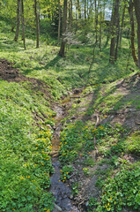 A small mountain river flows between two slopes covered with green grass and yellow flowers on a sunny spring day