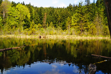 A view of a mountain lake surrounded by tall green trees in the Carpathian mountains on a spring day