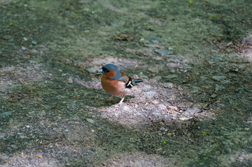 A finch bird with red, brown and blue feathers sits on a stone in a park on a spring day