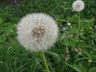 Dandelion. Summer wild flower.