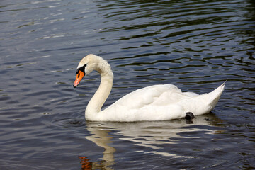 White swan swimming in a lake, reflection on water surface