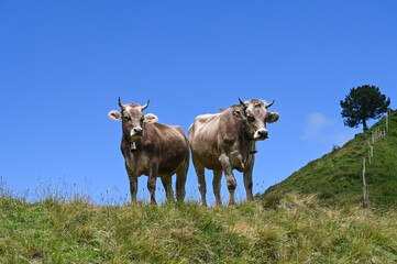Kühe in den Schweizer Alpen