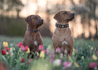 Ridgeback
