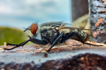 Close-up of a fly on a rock
