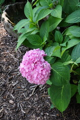 Pink Hydrangea Single Blossom, Leaves and Mulch