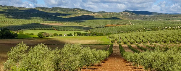Foto auf Acrylglas View of large agricultural areas of olive trees in the Andalusian countryside (Spain) © Miguel Ángel RM