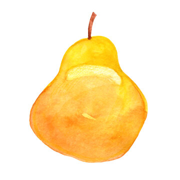 Hand drawn watercolor pear isolated on white background. Fruit pear illustration