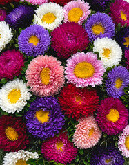 bouquet of colorful asters