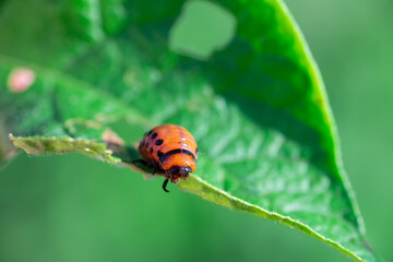 Colorado beetle larva close-up on foliage of potato in nature