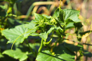 Close up of cucumber leaves in the garden. Professional growing cucumbers. Agriculture, agribusiness. Ecological organic product.