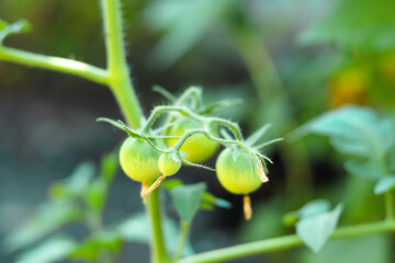 The first small green fruits of tomatoes close-up. Growing tomatoes in a greenhouse. Professional growing tomato.  Agriculture, agribusiness. Ecological organic product.