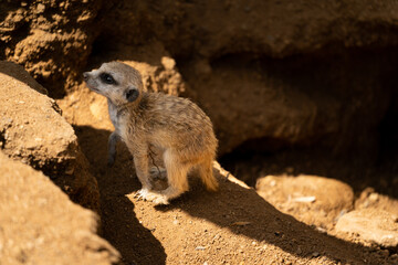 Fototapeta premium Young Meerkat - suricata suricatta - detail on the animal from close distance in its natural habitat