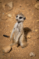 Young Meerkat - suricata suricatta - detail on the animal from close distance in its natural habitat