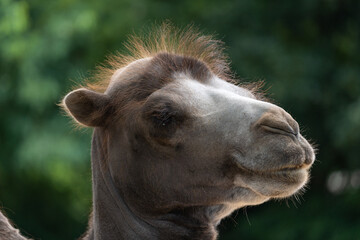 Bactrian camel (Camelus bactrianus) - detail on the head