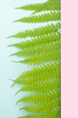 green fern leaves on a pink and blue background