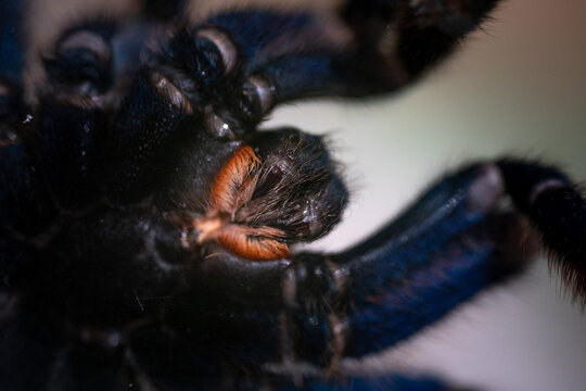 Fangs of The cobalt blue tarantula - Cyriopagopus lividus