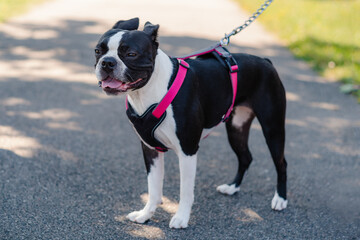Young Boston Terrier standing outside, wearing a harness with pink straps and a rope chain leash....