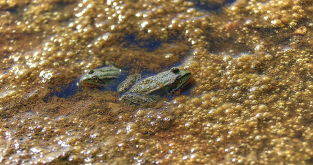 Striped water frog in a stream close up high resolution.