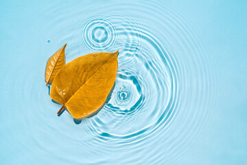Yellow leaves on blue water with circles and ripples from drops, splashes Natural autumn background