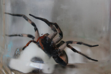 Phoneutria spider, popularly known as wandering spider, monkey spider or banana spider, in black, beige, brown and red colors captured and stored in a glass container. Aggressive and venomous species.