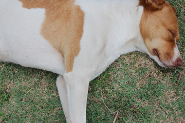 Portrait of a mixed-breed dog, with mottled white and light brown or beige coats, lying down and...