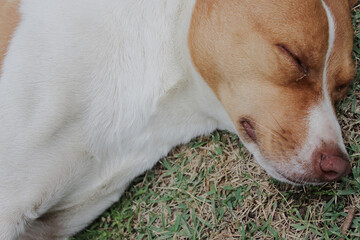 Portrait of a mixed-breed dog, with mottled white and light brown or beige coats, lying down and sleeping on the green grass. - Powered by Adobe