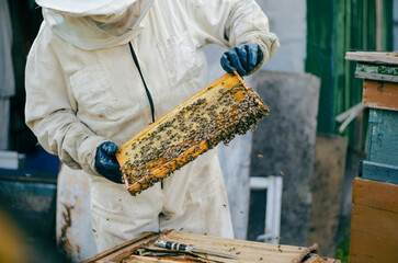 Male beekeeper in white suit holding a frame with honeycombs