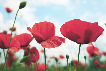 Fototapeta premium Beautiful red poppy flowers growing in field, closeup