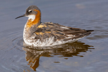  Red-necked phalarope, northern phalarope, hyperborean phalarope - Phalaropus lobatus, swimming in calm water. Photo from Vadso at Varanger Penisula in Norway.