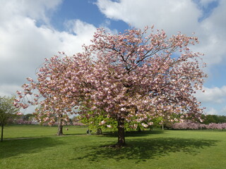 Cherry blossoms, the stray in Harrogate, North Yorkshire, UK