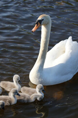 Obraz premium Mute swan with cygnets, London, UK