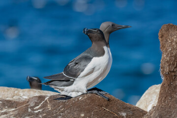 Fototapeta na wymiar Razorbill - Alca torda - and common murre or common guillemot - Uria aalge on one picture on blue background. Photo from Hornoya Island in Norway.