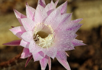 Gros plan sur une fleur du cactus oursin ou boule de Moïse