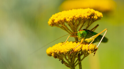 Green grasshopper on a yarrow flower. Large marsh grasshopper, Stethophyma grossum, a critically endangered insect typical of wet grasslands and swamps.