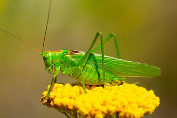 Green grasshopper on a yarrow flower. Large marsh grasshopper, Stethophyma grossum, a critically endangered insect typical of wet grasslands and swamps.