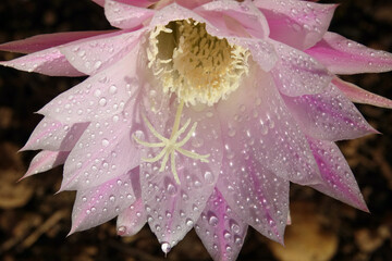Gros plan sur une fleur du cactus oursin ou boule de Moïse
