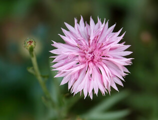 Gros plan sur la fleur de bleuet © Patricia