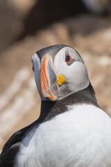 Portait of cute atlantic puffin - Fratercula arctica - with light brown rock in background. Photo from Hornoya Island in Norway