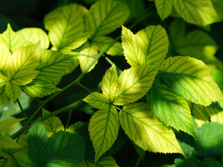 Close-up shot of a blackberry plant. Yellow leaves have an iron deficiency.