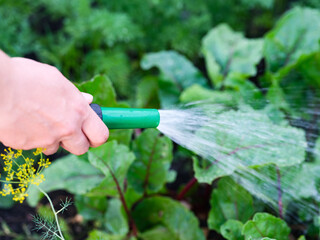 Close-up shot of a woman watering vegetable beds with a hose