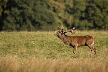 Close up of a red deer stag Cervus elaphus calling during rutting season in autumn, UK.