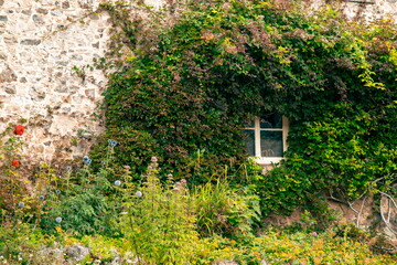 Front garden with window covered in plants
