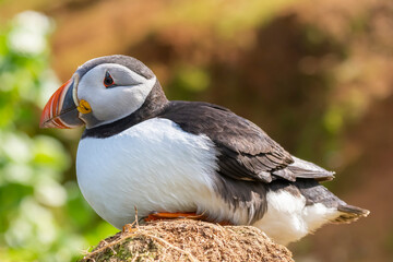 Cute atlantic puffin - Fratercula arctica on colorfull background. Photo from Hornoya Island at Varanger Penisula in Norway.