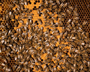 Bees on a frame in a hive. - 517541283