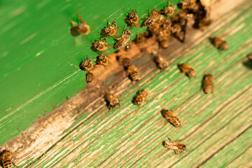 Bees on a beehive on a summer day. Selective focus - 517541285